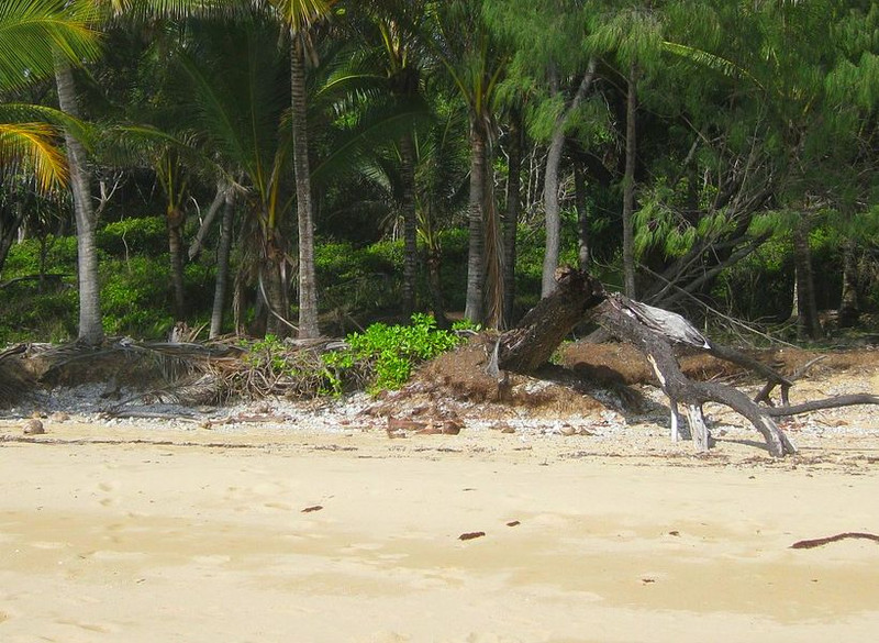 'T' is for Turmeric: Health, Nutrition & Supplements A to Z