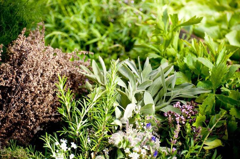 What Are the Herbs that Help with Memory?