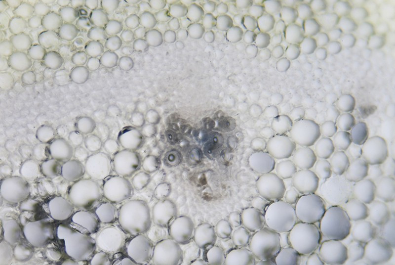 What is AMPK and What Does It Do? What is AMPK and What Does It Do?