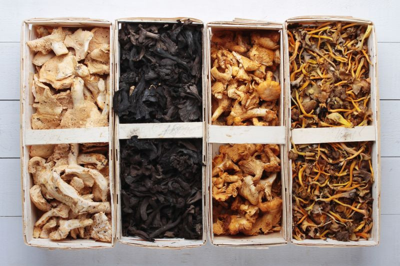 What We Need to Know about Mushrooms What We Need to Know about Mushrooms
