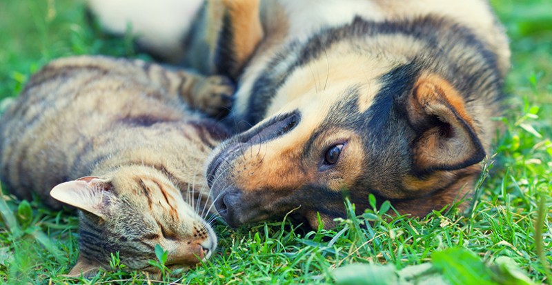 5 Health-Boosting Ingredients for Your Pets
