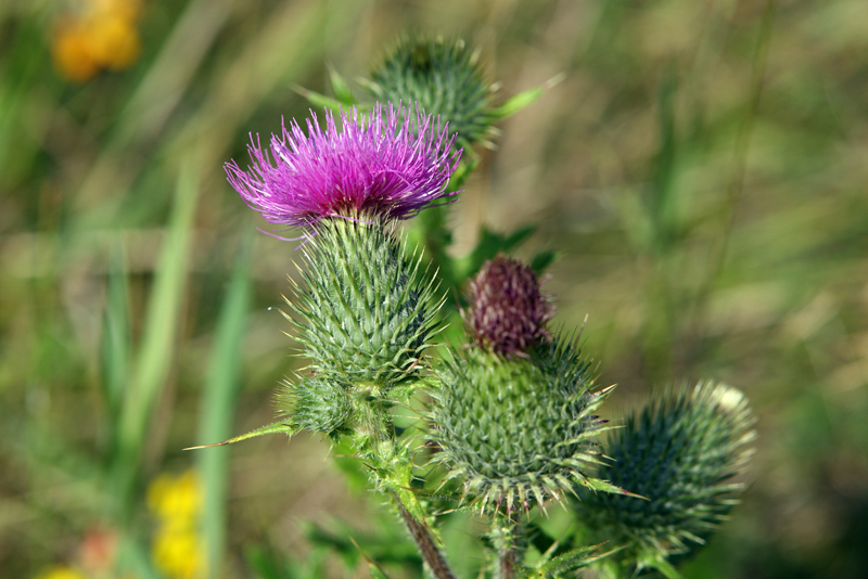 5 Keys to a Healthy Liver