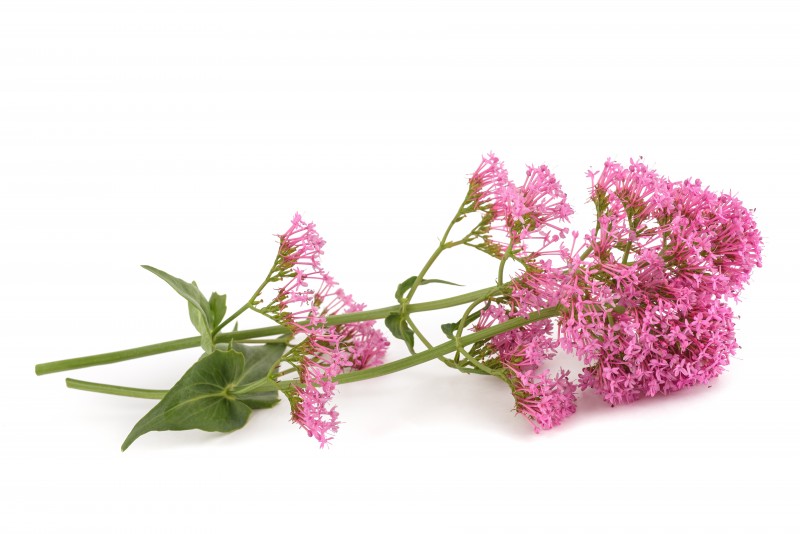 6 Benefits Supporting the Value of Valerian