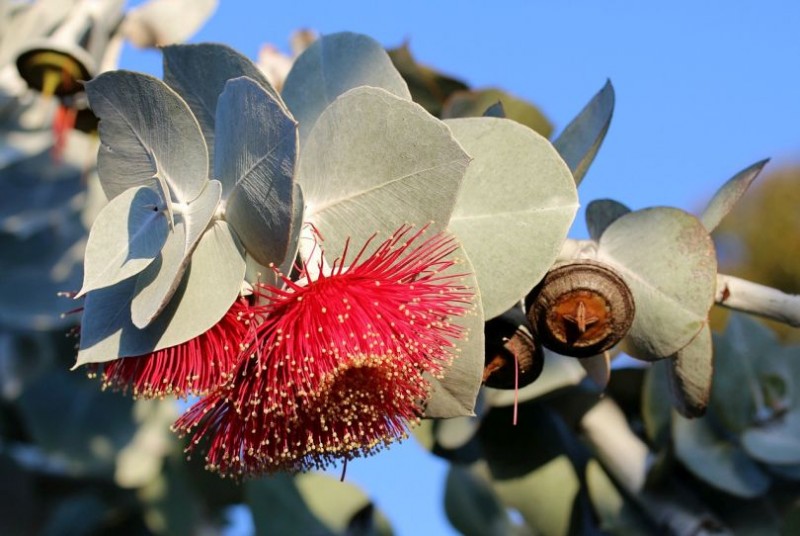 6 Reasons Why You Need Eucalyptus Oil In Your Life!