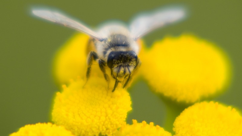 8 Reasons to Like Bees and Love Their Honey