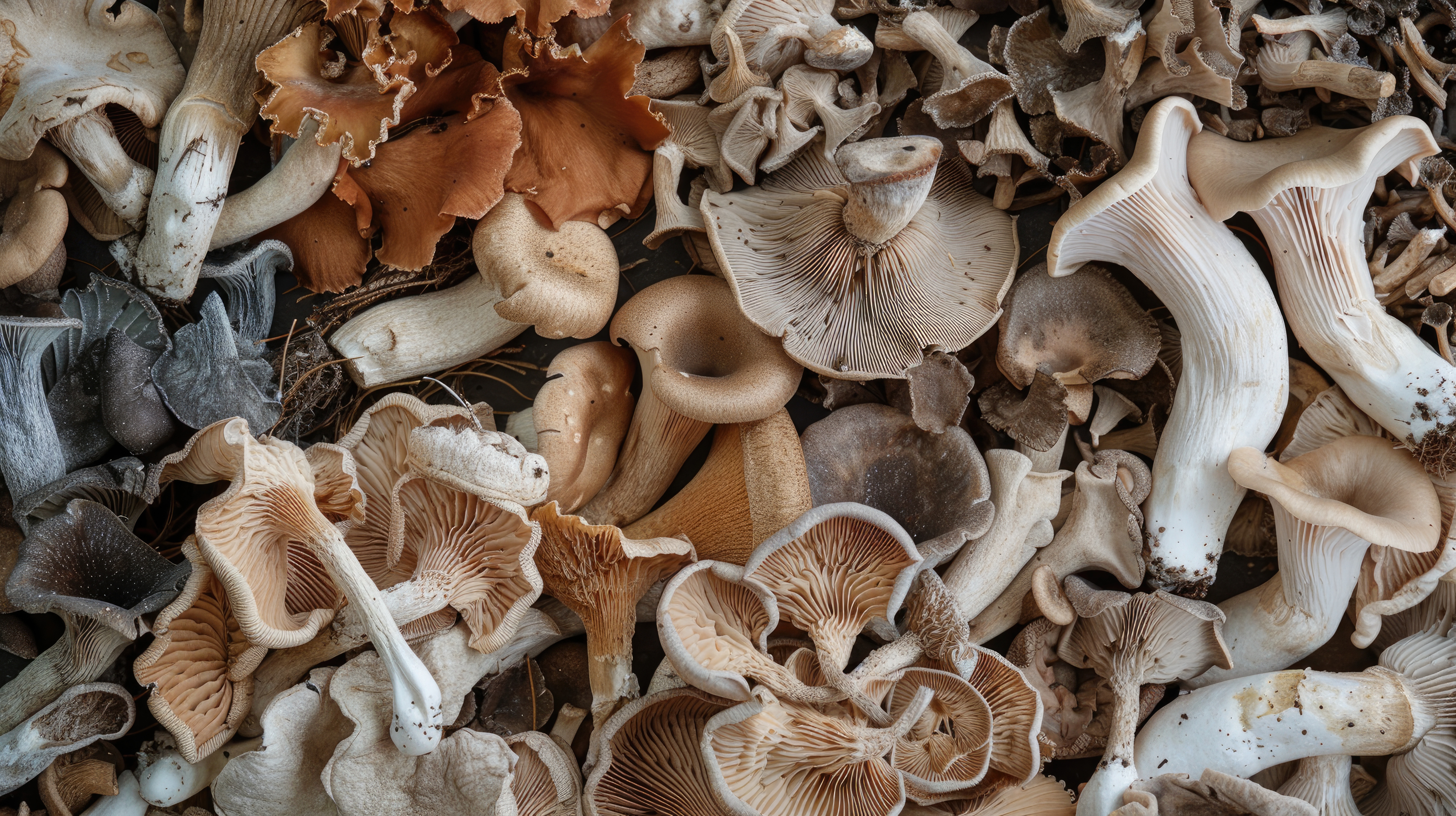 Marvelous Mushrooms for Healthy Lives III: Maitake