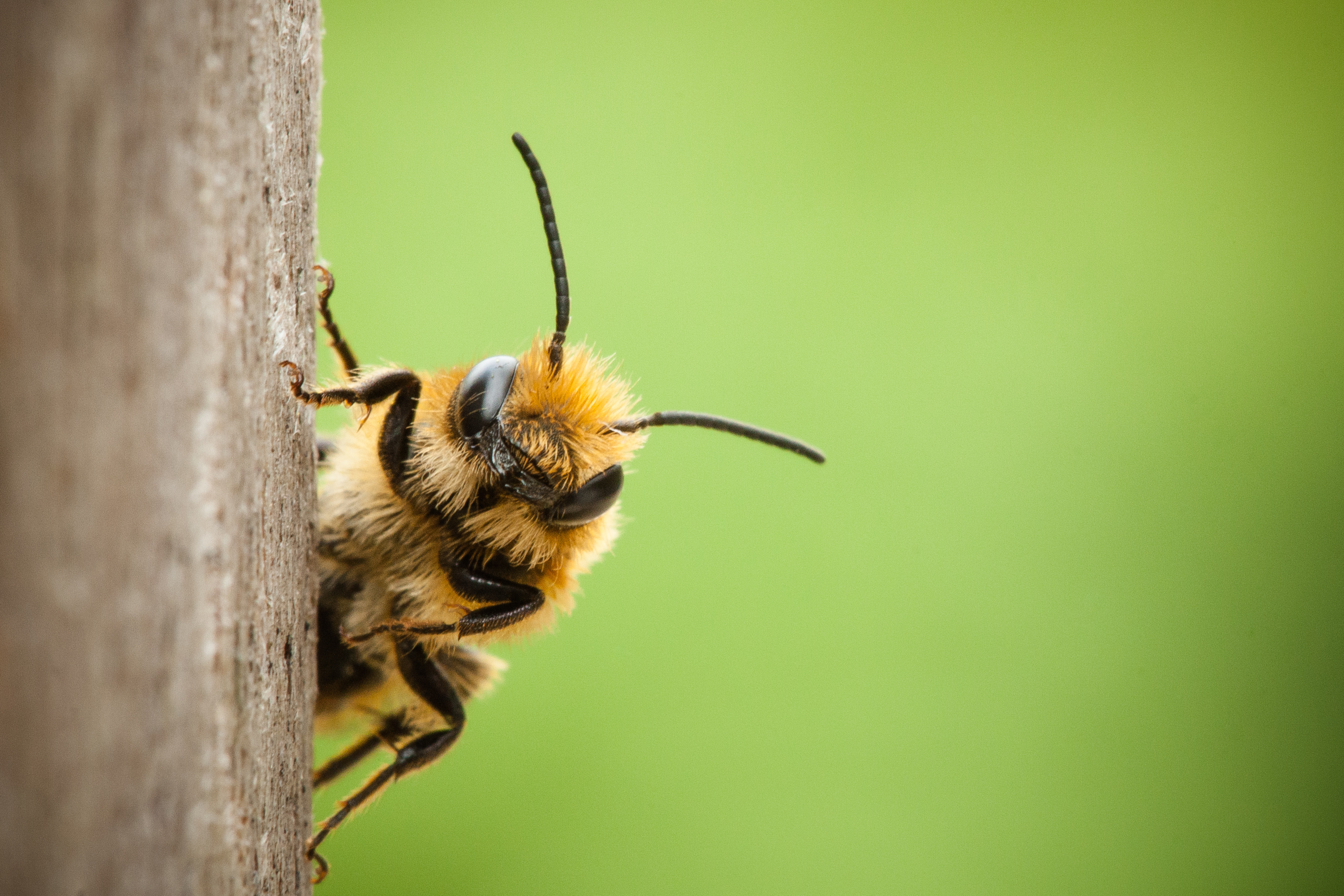 Four Bee Products that Bee-long in Your Pantry