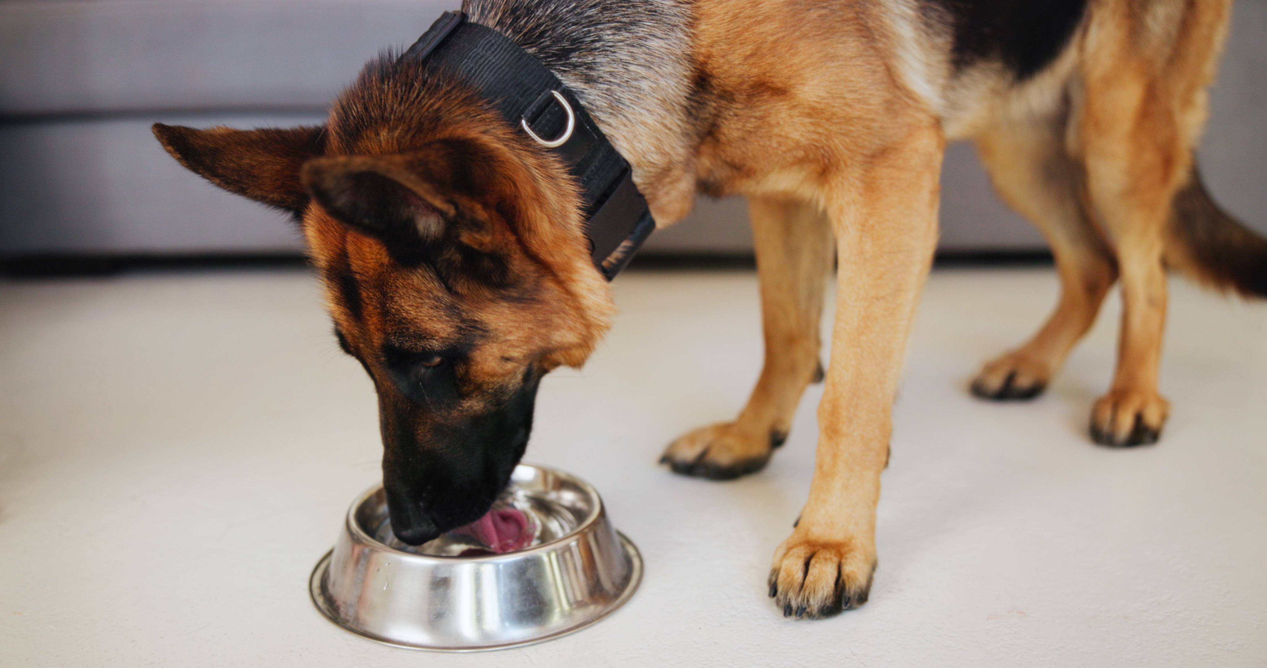 Slippery Elm Bark Should Be Going to the Dogs