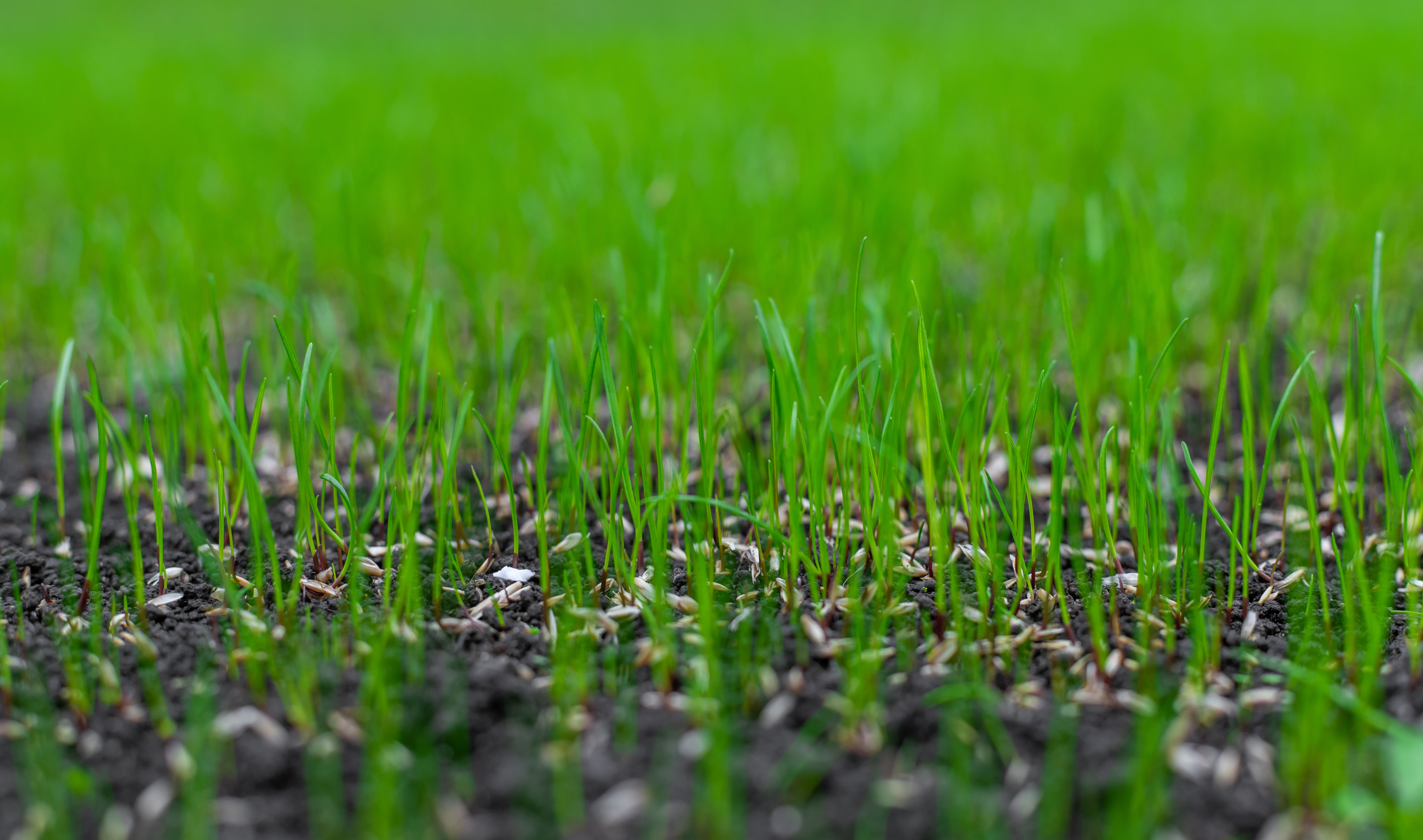 Singing the Praises of Unsung Supplements XV: Barley Grass