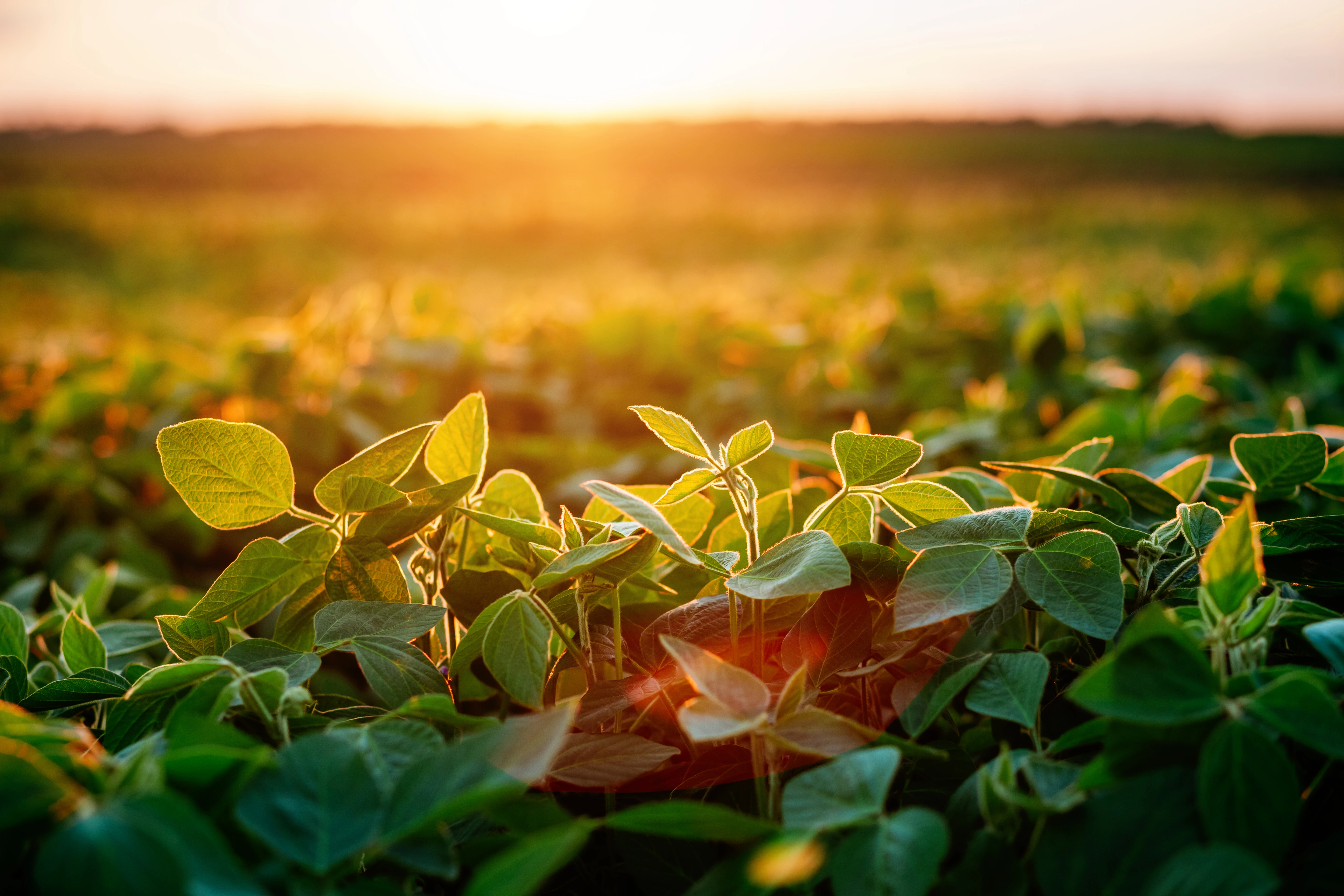 Singing the Praises of Unsung Supplements XX: Ipriflavone