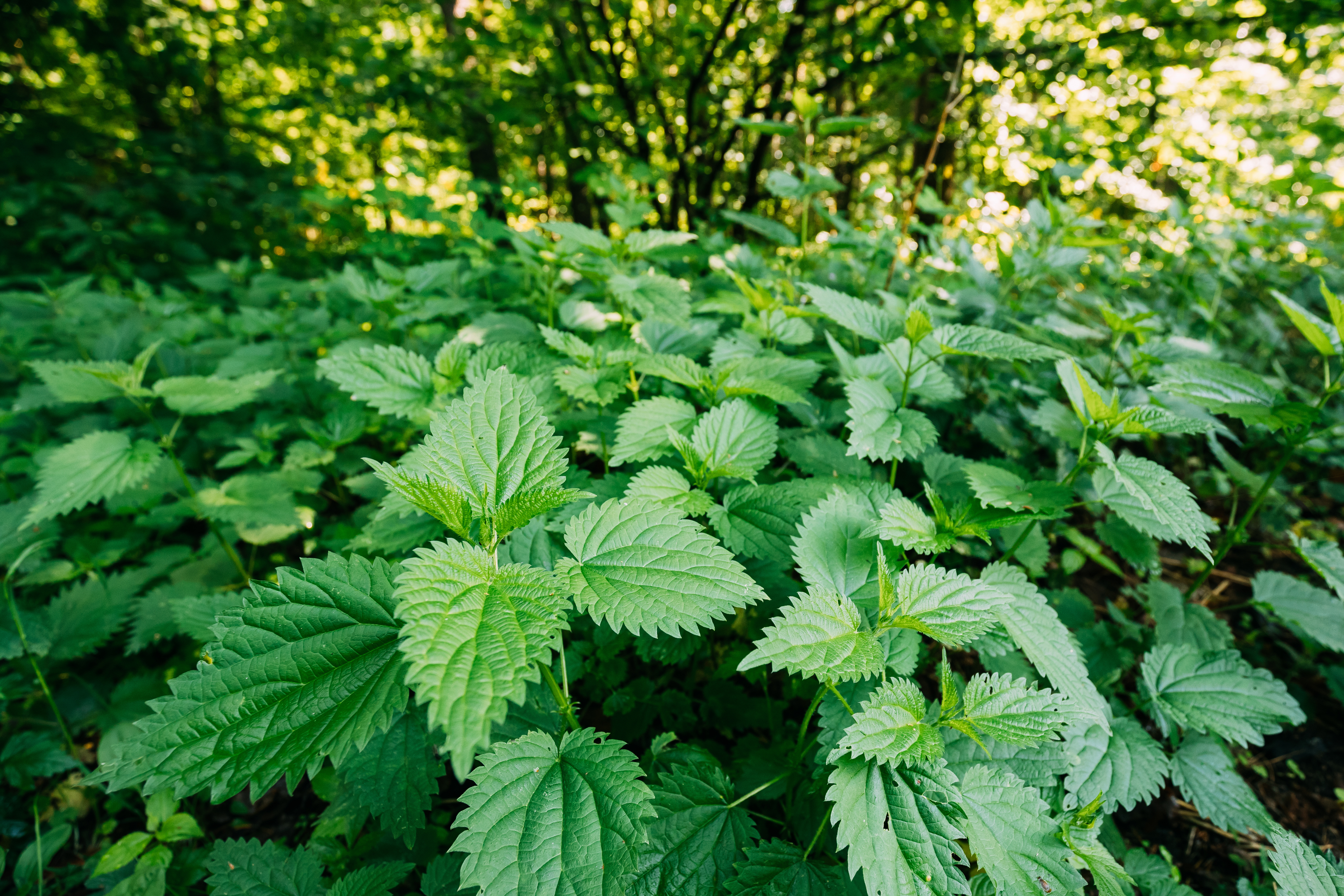 Four Pain-free Benefits of Stinging Nettle
