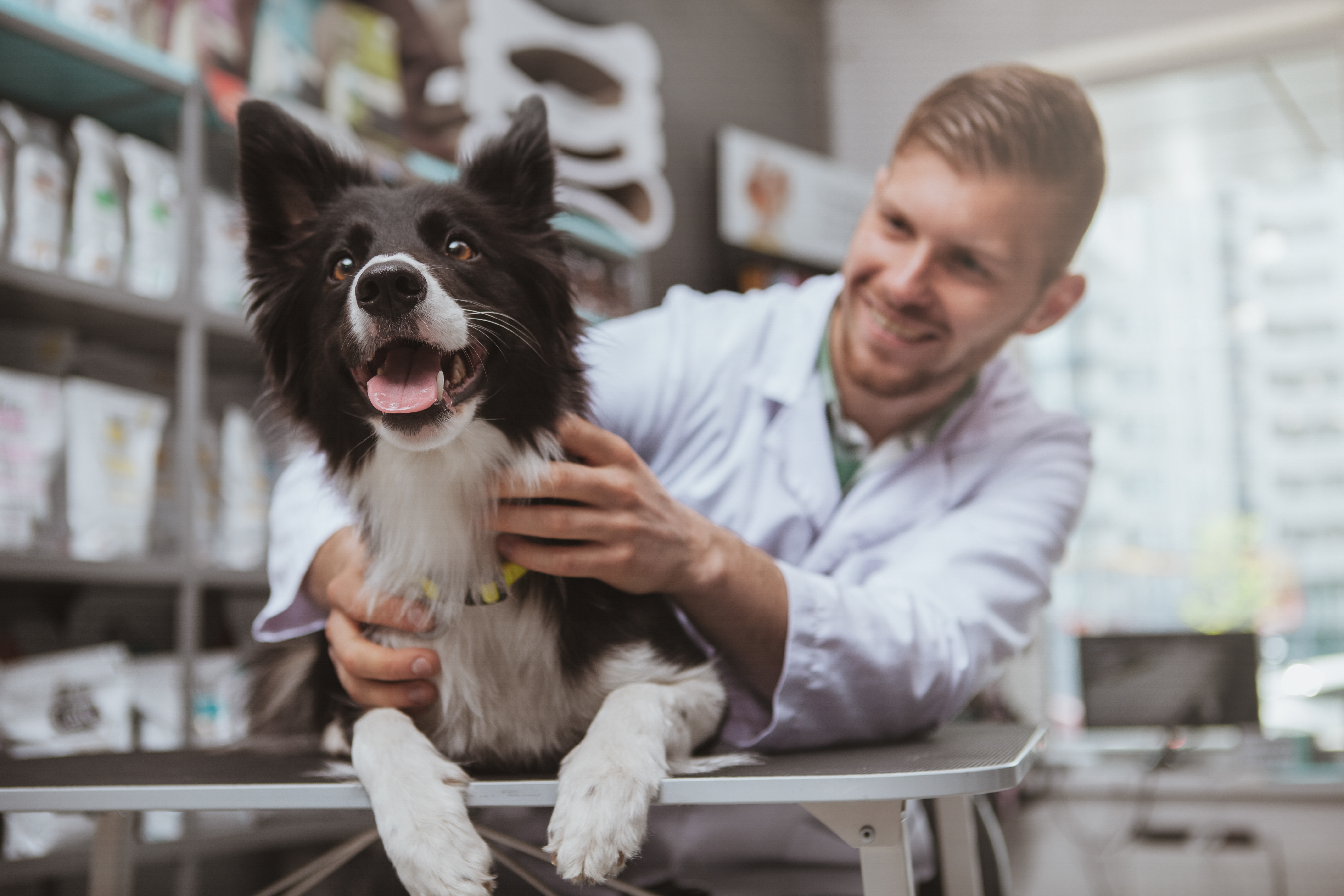 The Wonderful Ways Slippery Elm Enhances Canine Health
