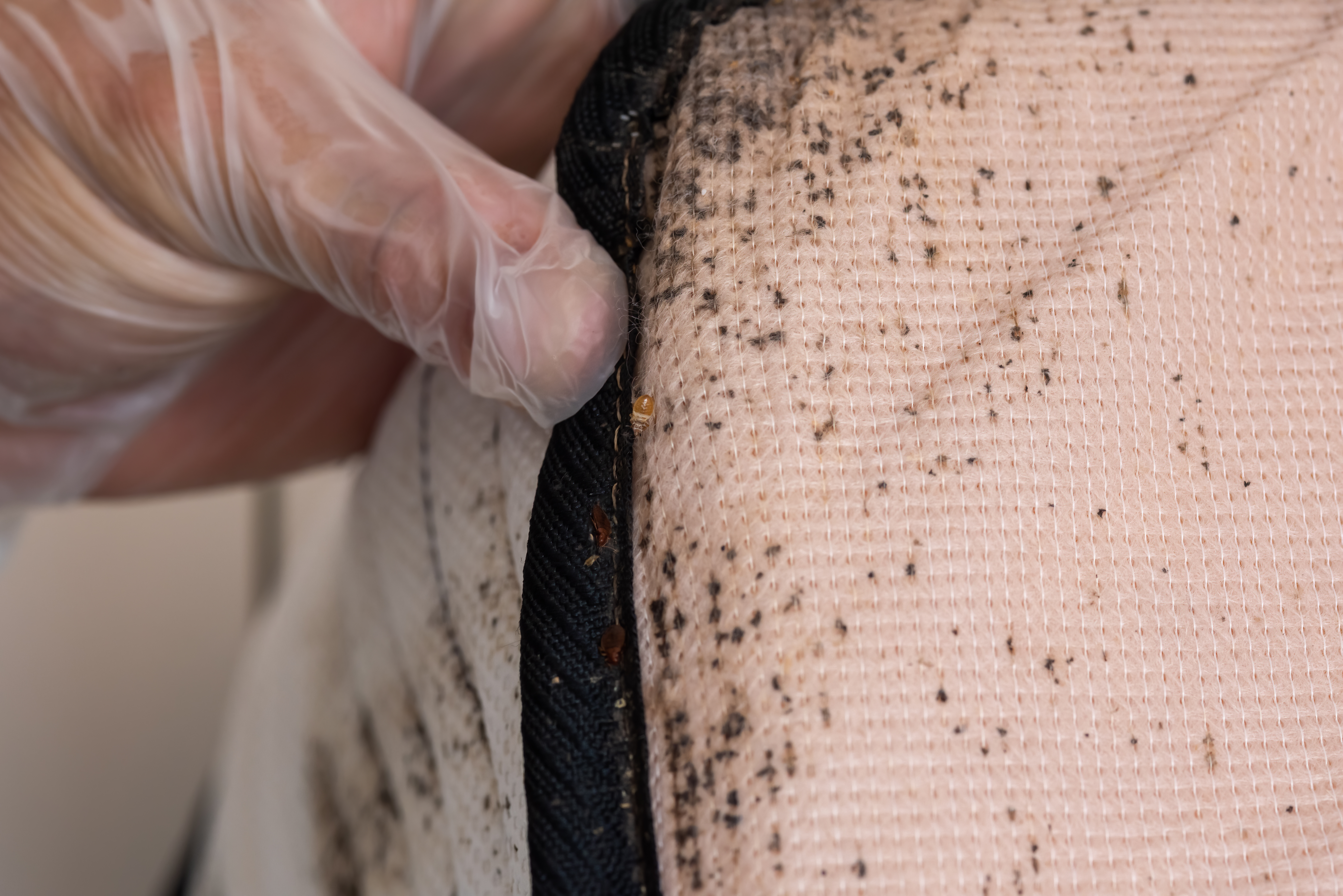 Two Beneficial Remedies For Bed Bug Bites