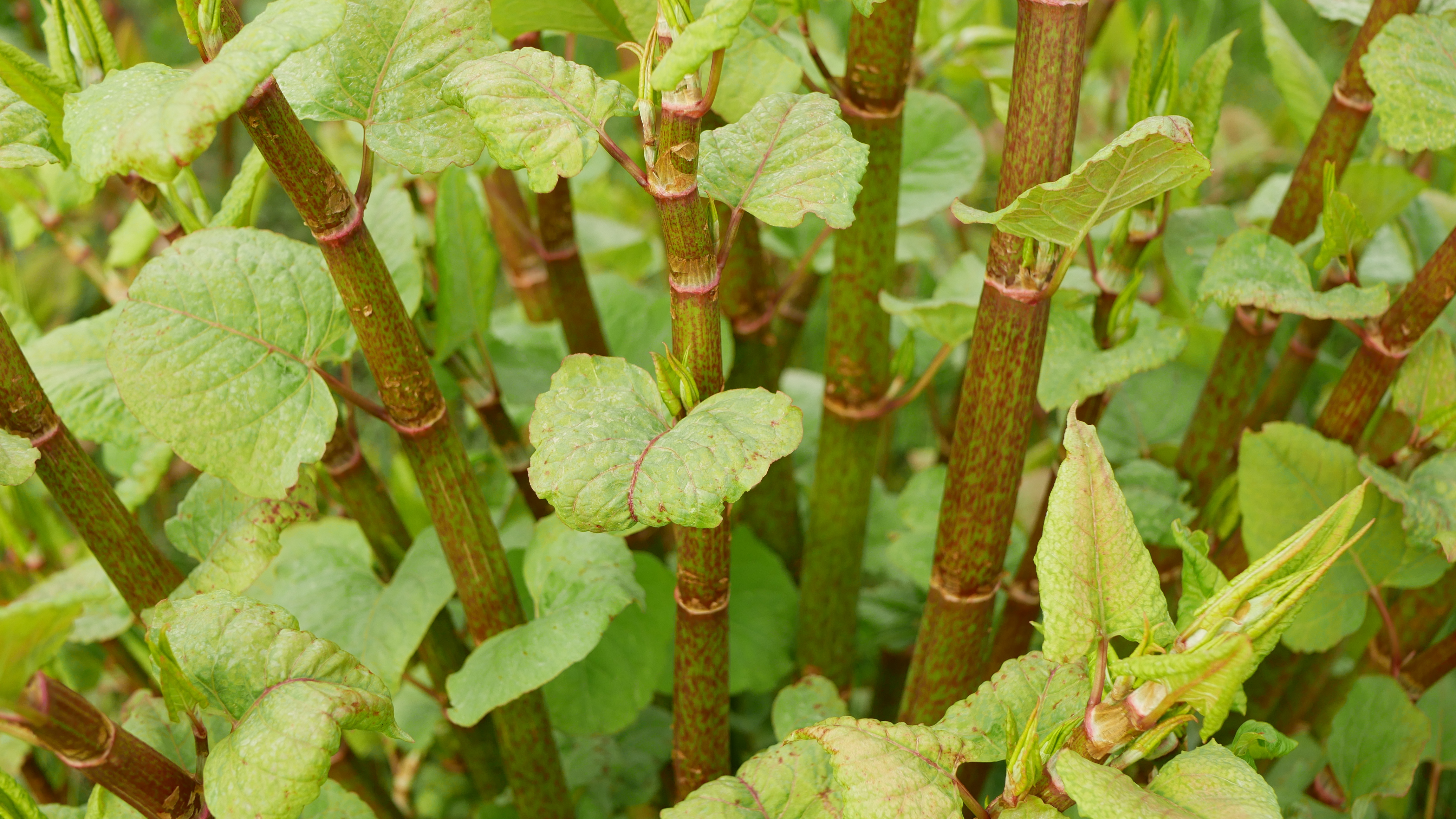 What Is Japanese Knotweed? And Can It Benefit Me?