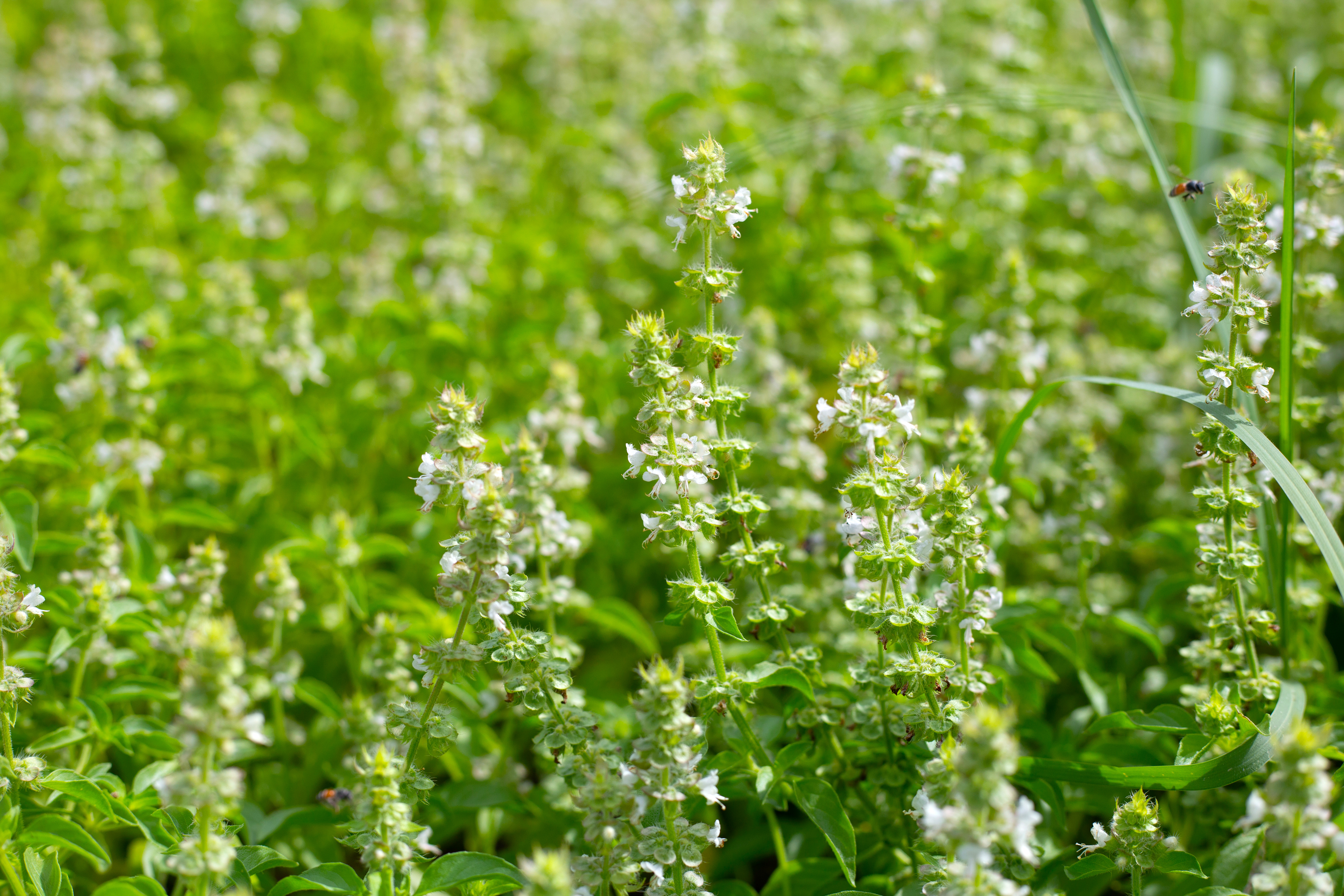Five Wholesome Benefits of Holy Basil