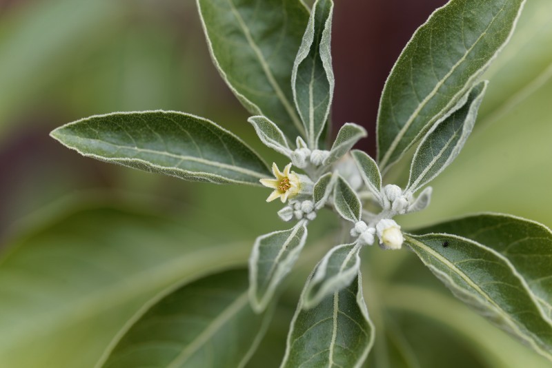 An Inside Look at Ashwagandha's History & Uses