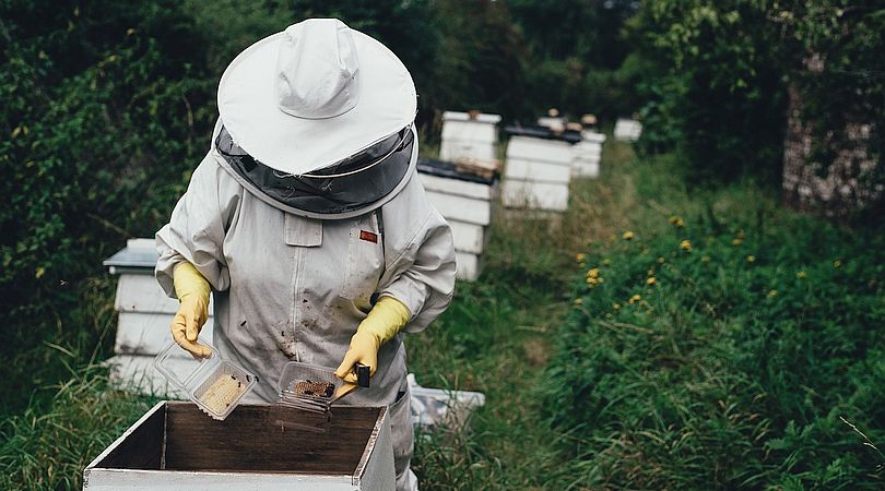Bee Pollen for Anti-Aging and Energy Boosting?!