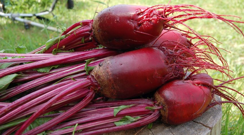 Beetroot Getting Attention for Ability to Lower Blood Pressure