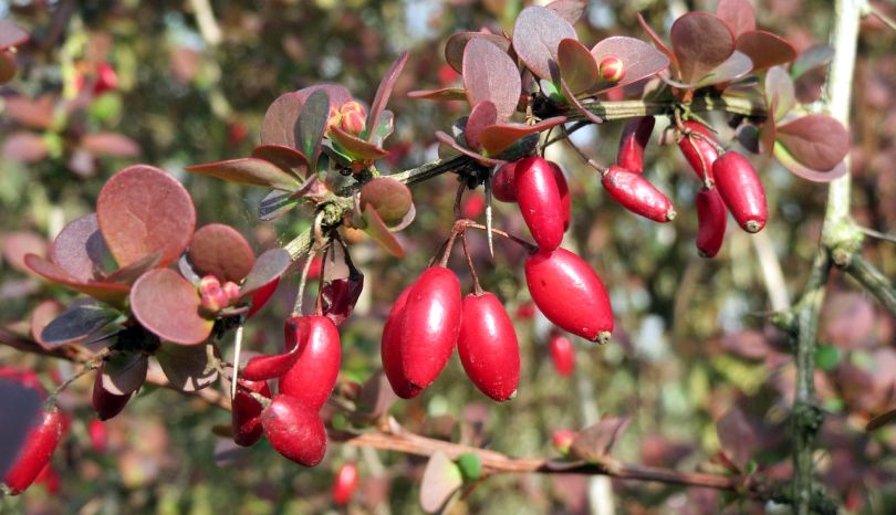 Berberine -- Its Sources, Benefits, and Uses | Featured Product