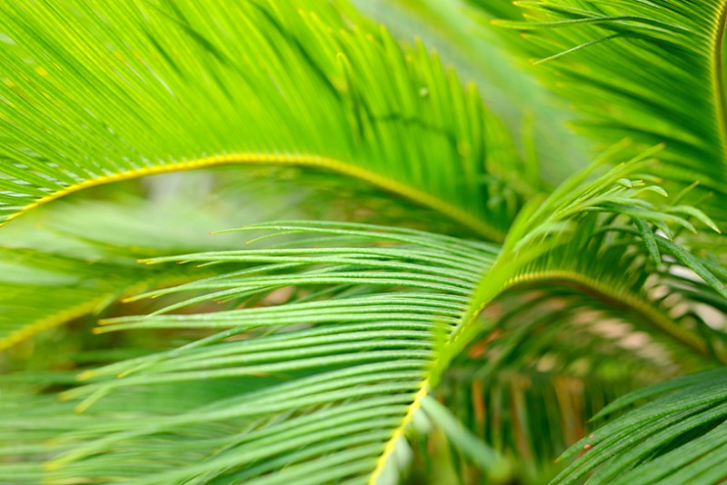 Chlorophyll Earns 'Superfood' Status as Dietary Supplement