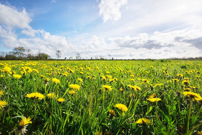 Common Plants with Uncommon Health Benefits