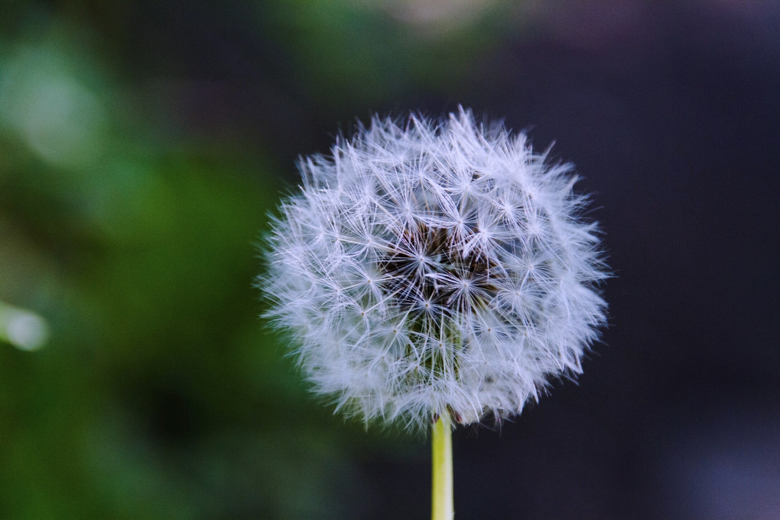 Dandelion Is Not Just Another Pretty Flower