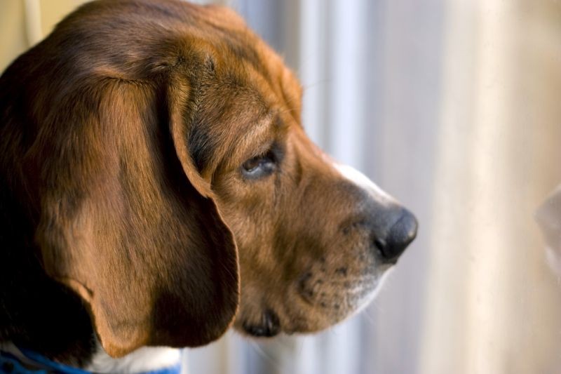 Do Dogs Get Stressed Out?