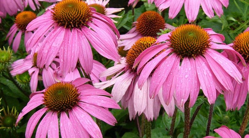 Echinacea -- Its Sources, Benefits and Uses | Featured Product
