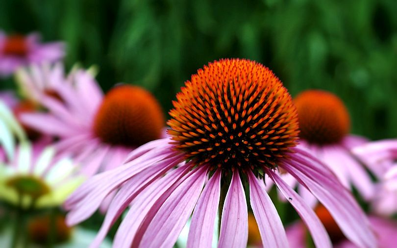 Echinacea Viewed as a Panacea for Whatever Ails You
