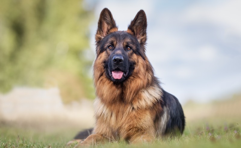 Enhance Your Dog's Digestion With Slippery Elm Bark