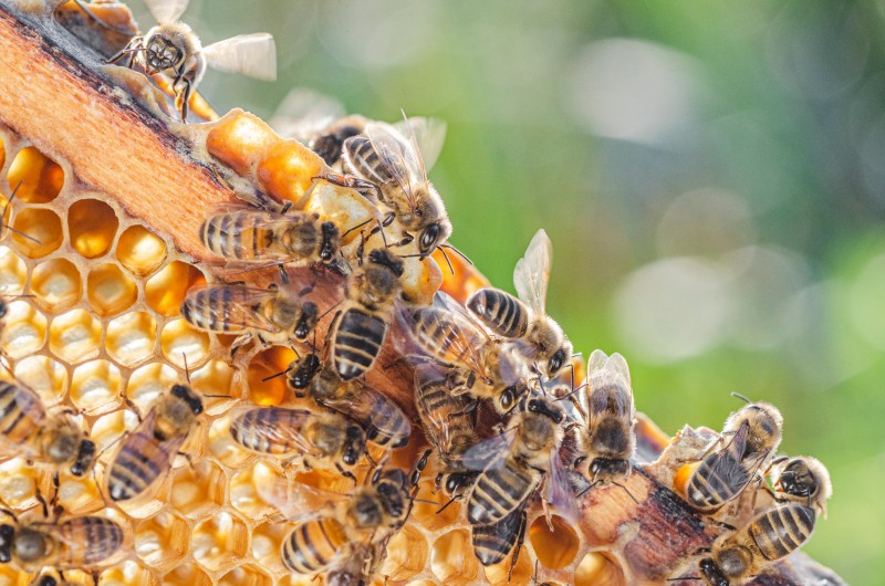 Five Bee Products Generating Buzz
