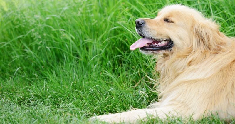 How B12 Could Help Your Furriest Family Member
