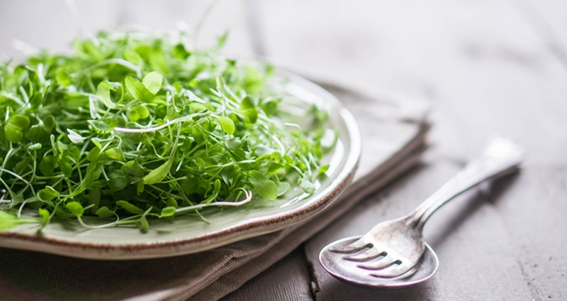 How Can Alfalfa Leaves Benefit my Health?