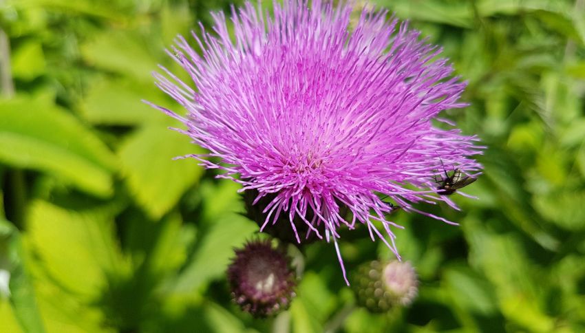 How To Control Blood Sugar Naturally