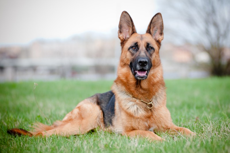How to Relieve Your Dog's Digestive Issues