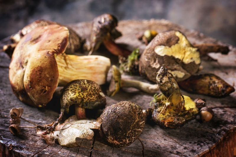 Mushrooms Nothing to Get Mushy About