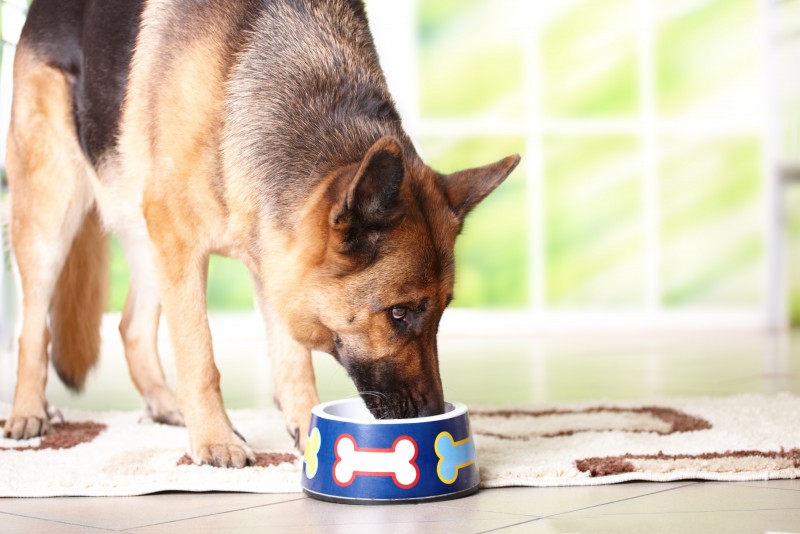 Pancreatic Enzymes: A Valuable Product for Dogs With EPI