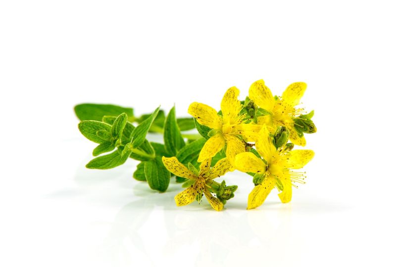 St. John's Wort -- Its Sources, Benefits and Uses | Featured Product
