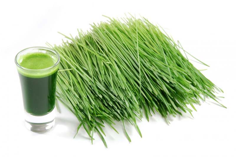 What Are The Benefits Of Wheatgrass Powder