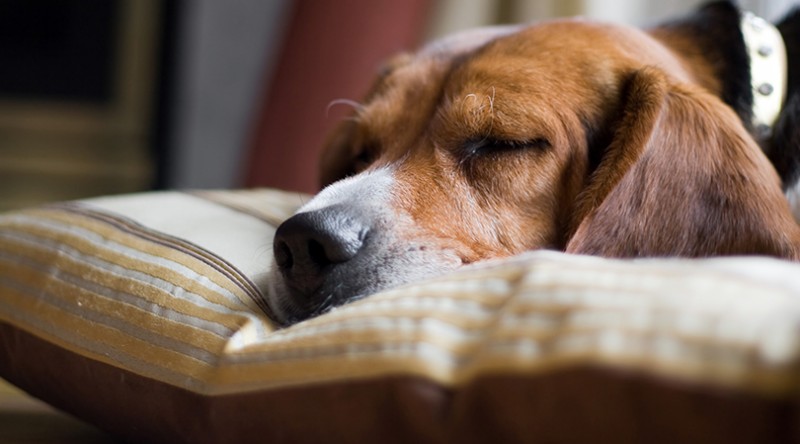 What Can I Give My Dog for Pain Relief?