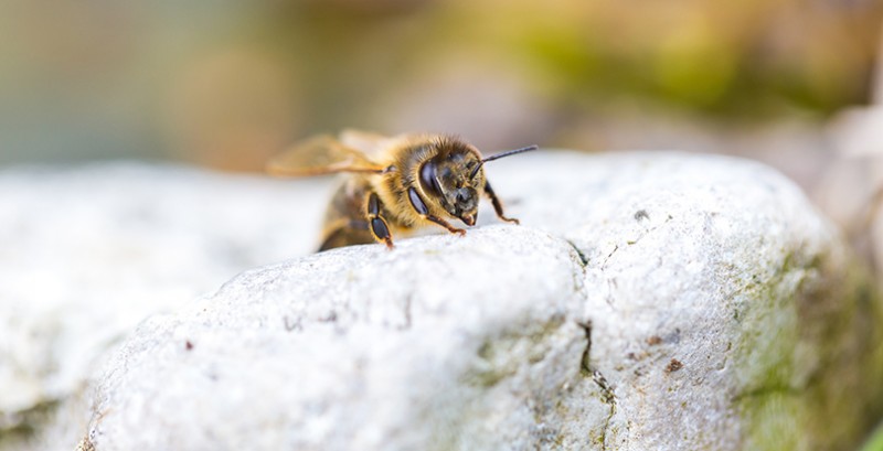 What Is Bee Propolis, and How Can It Benefit Me?
