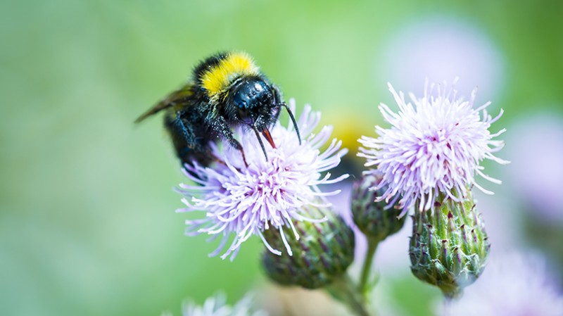 What Is Royal Jelly, and What Does It Do?