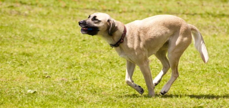 When You Say Fetch, Fido Thinks Pain