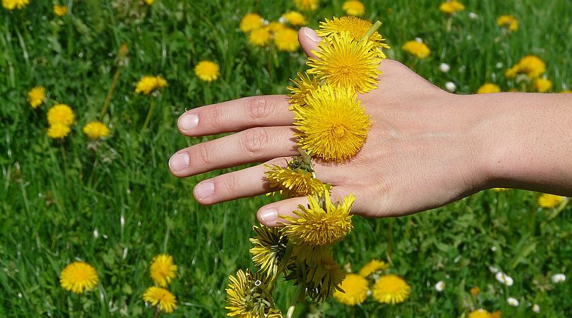 Dandelion Root -- Its Sources, Benefits and Uses - Wonder Laboratories