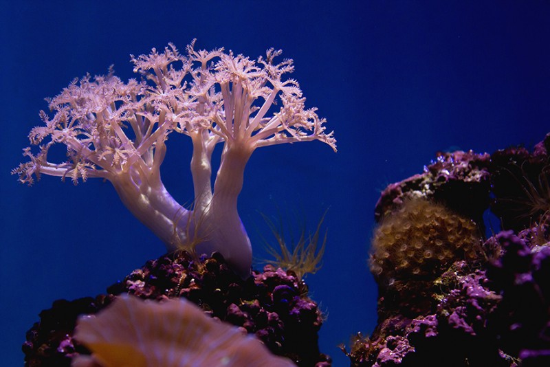 What Is Coral Calcium and What Are Its Health Benefits? Wonder