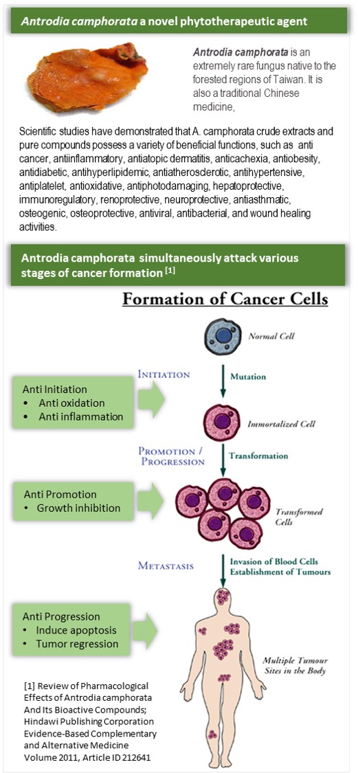 Attack Various stages of cancer formation