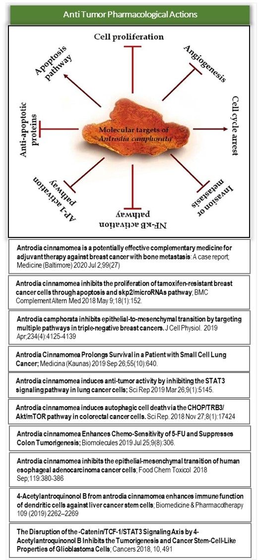 Clinical Studies of AC against Cancers