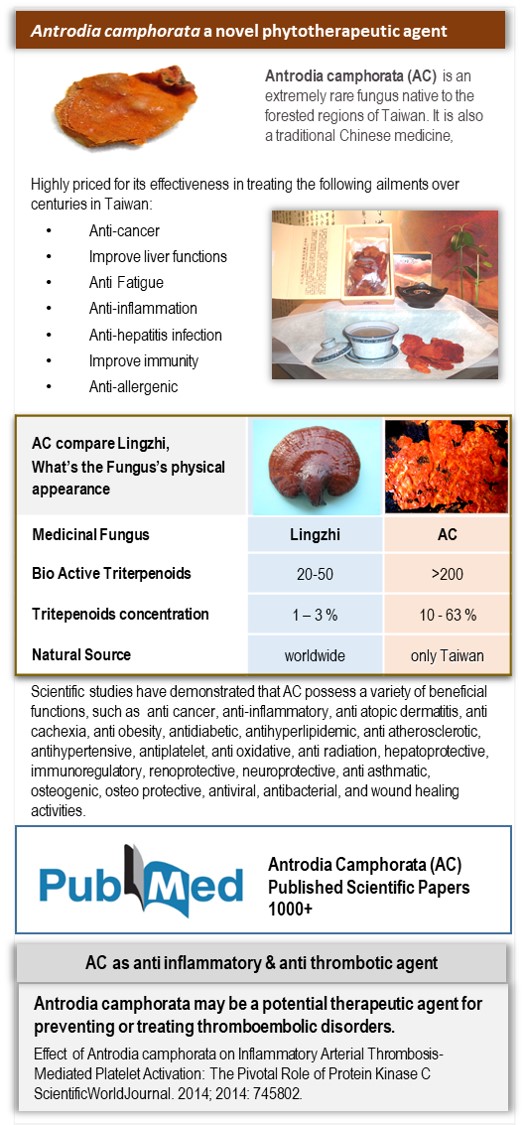 Antrodia Camphorata vs Lingzhi