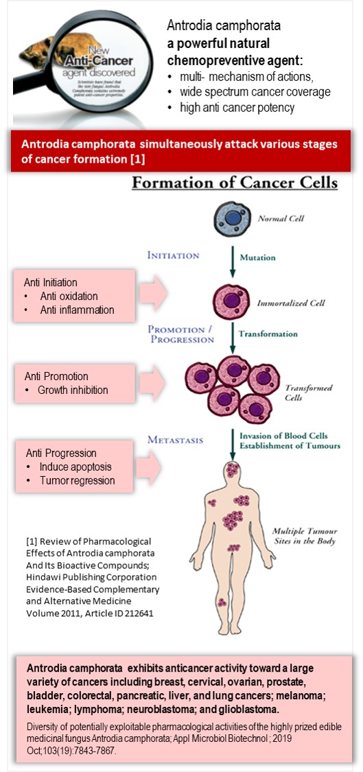Antrodia Camphorata attack various stages of cancer formation