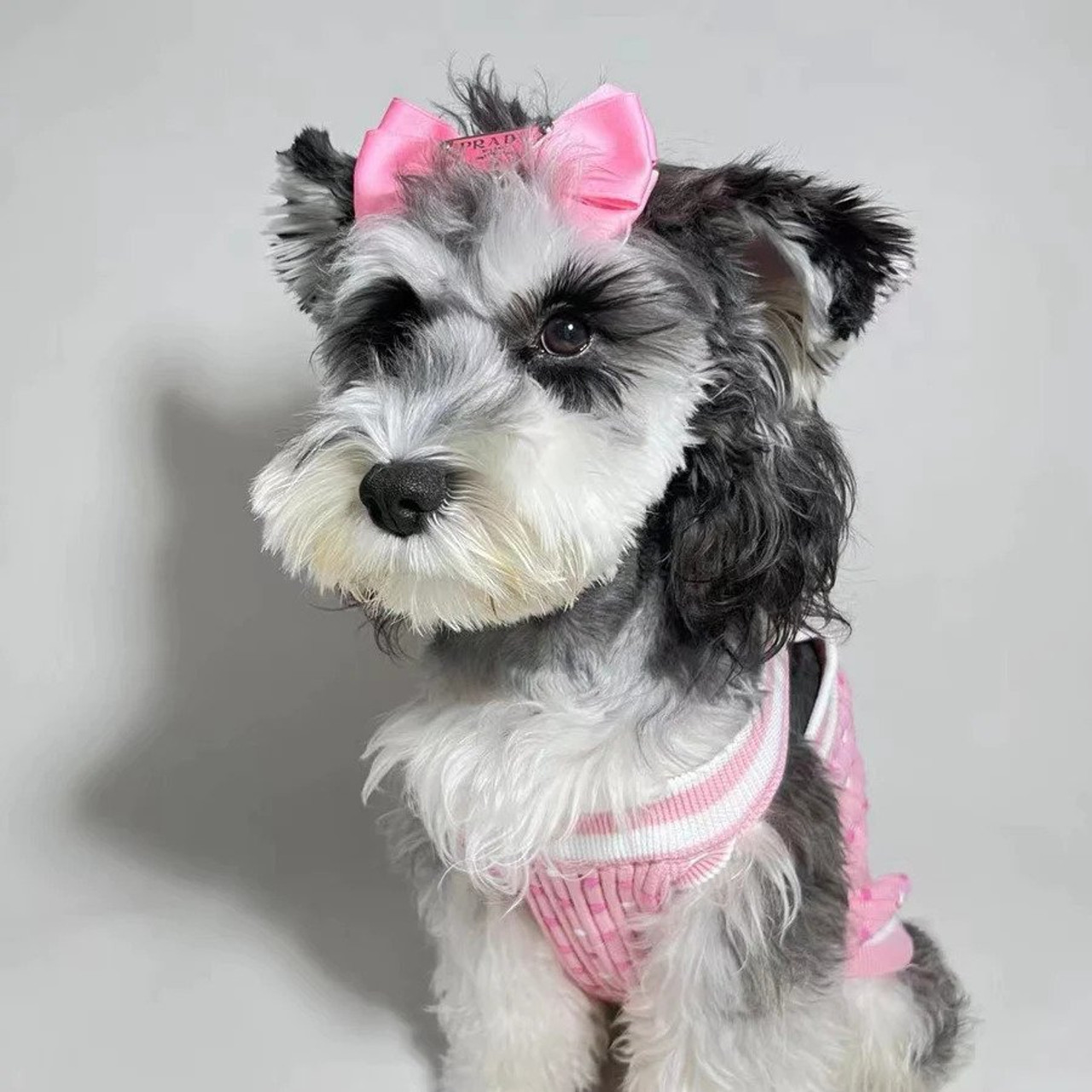 Louis Vuitton Inspired Fashion Hair Bow For Dogs/Cats/Pets